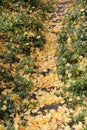 Yellow-leaved Ginkgo Fallen Leaves and Green Grass Royalty Free Stock Photo