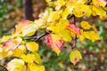 yellow leaves of apple tree close up in garden Royalty Free Stock Photo