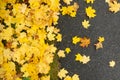 yellow leaves on the asphalt, autumn background with leaves, yellow on grey, autumn road, leaves on the ground