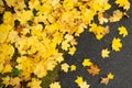 yellow leaves on the asphalt, autumn background with leaves, yellow on grey, autumn road, leaves on the ground