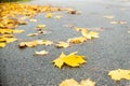 yellow leaves on the asphalt, autumn background with leaves, yellow on grey, autumn road, leaves on the ground