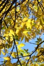 Yellow leaves, autumn