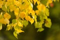 Yellow leaves in autumn