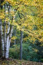 Yellow leaves of autumn engulf birch tree in Pisgah Forest