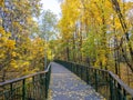 Yellow leaves in the autumn forest. Alley in the forest. Bright colors of the September forest