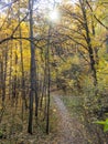 ÃÂ¼Yellow leaves in the autumn forest. Alley in the forest. Bright colors of the September forest