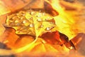 Yellow leaves at autumn forest colorful painting Royalty Free Stock Photo