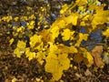 Yellow leaves, autumn, fullframe