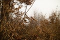 Yellow leaves, autumn leaf in Forest