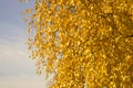 Yellow Leaves in Autumn Park Royalty Free Stock Photo