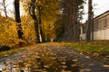 Yellow Leaves On An Autumn Street. Poland, Poznan, Solacz