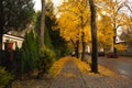 Yellow Leaves On An Autumn Street. Poland, Poznan, Solacz