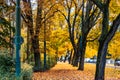 Yellow Leaves On An Autumn Street. Poland, Poznan, Solacz