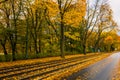 Yellow Leaves On An Autumn Street. Train Rails are Covered with Yellow Leaves. Poland, Poznan, Solacz