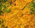 Yellow leaves in autumn