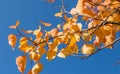 Yellow leaves of an autumn tree against a blue sky. as a background Royalty Free Stock Photo