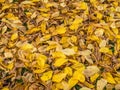 Yellow leaves autumn background image