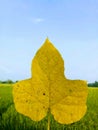 Yellow leaves on a background of blue sky, green fields and beautiful. Royalty Free Stock Photo