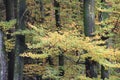 Yellow leaves in the beuatiful autumn forest