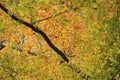 Yellow leaves in the beuatiful autumn forest