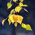 Yellow leaves on a birch branch. Rain drops on a branch of a tree. Autumn background. Autumn rainy weather Royalty Free Stock Photo