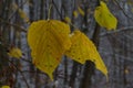 Yellow leaves and birch catkins covered first snow. Winter or late autumn, beautiful nature, frozen leaf on a Royalty Free Stock Photo