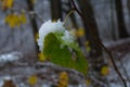 Yellow leaves and birch catkins covered first snow. Winter or late autumn, beautiful nature, frozen leaf on a Royalty Free Stock Photo