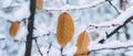 Yellow leaves and birch catkins covered first snow. Winter or late autumn, beautiful nature, frozen Royalty Free Stock Photo