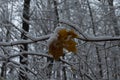 Yellow leaves and birch catkins covered first snow. Winter or late autumn, beautiful nature, frozen leaf on a Royalty Free Stock Photo