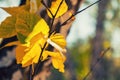 Yellow leaves on the birch tree in autumn forest Royalty Free Stock Photo