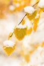 Yellow leaves of birch tree covered first snow. Winter or late autumn scene, nature frozen leaf, it is snowing Royalty Free Stock Photo