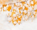 Yellow leaves of birch tree covered first snow. Winter or late autumn scene, nature frozen leaf, it is snowing Royalty Free Stock Photo