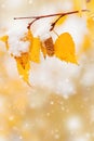 Yellow leaves of birch tree covered first snow. Winter or late autumn scene, nature frozen leaf, it is snowing Royalty Free Stock Photo
