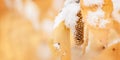 Yellow leaves of birch tree covered first snow. Winter or late autumn scene, nature frozen leaf, it is snowing Royalty Free Stock Photo