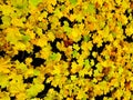 Yellow leaves on black background Royalty Free Stock Photo