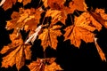 Yellow leaves on black background. Falling leaf