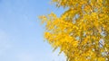 Yellow leaves on a branch against the blue sky in autumn Royalty Free Stock Photo