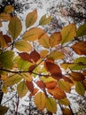 Yellow leaves on branch. Autumn outdoor.