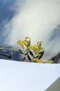 yellow leaves on the car glass