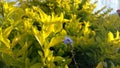 Yellow leaves choisya ternata sundance in bright light Royalty Free Stock Photo