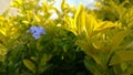 Yellow leaves choisya ternata sundance in bright light Royalty Free Stock Photo