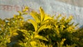 Yellow leaves choisya ternata sundance in bright light Royalty Free Stock Photo