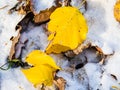 Yellow leaves close up on lawn covered with snow Royalty Free Stock Photo