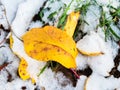 Yellow leaves close up in snowy grass in autumn Royalty Free Stock Photo