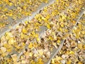 Yellow leaves covered the steps of the Park stairs, stone stairway. Autumn leaf fall Royalty Free Stock Photo