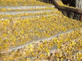 Yellow leaves covered the steps of the Park stairs, stone stairway. Autumn leaf fall Royalty Free Stock Photo