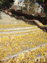 Yellow leaves covered the steps of the Park stairs, stone stairway. Autumn leaf fall Royalty Free Stock Photo