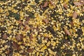 Yellow leaves covering grass