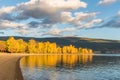 Trees with yellow autumn leaves glow in light of setting sun along lakeshore with mountains in background Royalty Free Stock Photo