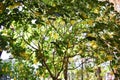 Dendropanax trifidus yellow leaves Royalty Free Stock Photo